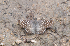 Caprona alida