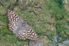 Caprona alida
