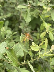 Opheltes glaucopterus