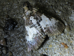 Teliphasa albifusa