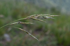 Bromus condensatus