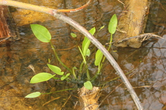 Alisma plantago-aquatica