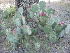 Opuntia lagunae