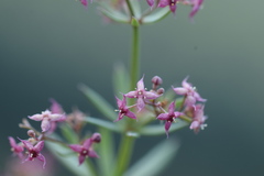 Galium rubrum