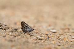 Caprona alida