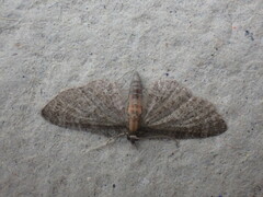 Eupithecia haworthiata