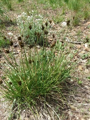 Carex microptera