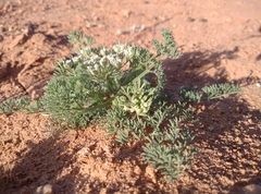 Daucus sahariensis