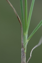 Bromus condensatus