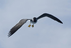 Ichthyaetus leucophthalmus