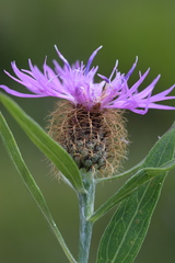 Centaurea rhaetica