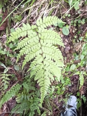 Athyrium delavayi