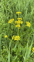 Patrinia scabiosifolia