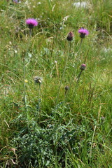 Carduus defloratus carlinifolius