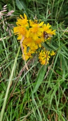 Helophilus pendulus