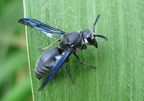 Allorhynchium