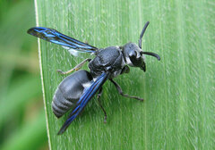 Allorhynchium argentatum