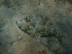 Stephanolepis diaspros