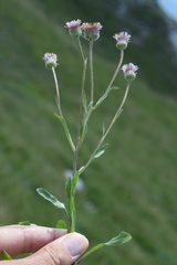 Erigeron glabratus