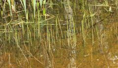 Equisetum fluviatile