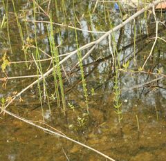 Equisetum fluviatile