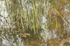 Equisetum fluviatile