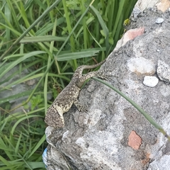 Laudakia tuberculata