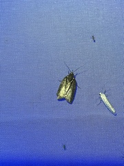Tortrix viridana
