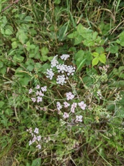 Torilis japonica