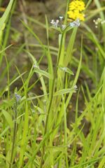 Myosotis arvensis