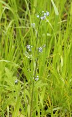 Myosotis arvensis