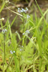 Myosotis arvensis