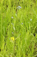 Myosotis arvensis