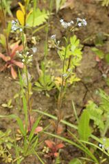 Myosotis arvensis