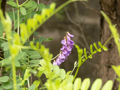 Vicia amoena