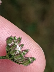 Torilis japonica