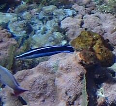 Labroides dimidiatus