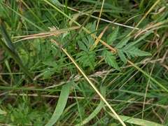 Torilis japonica