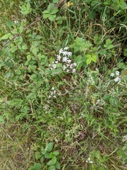 Torilis japonica