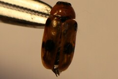 Clytra quadripunctata