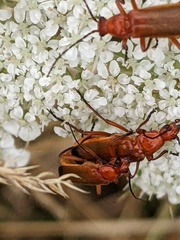 Rhagonycha fulva