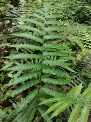 Christella acuminata