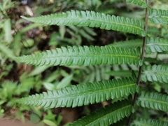Christella acuminata