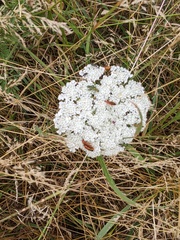 Rhagonycha fulva