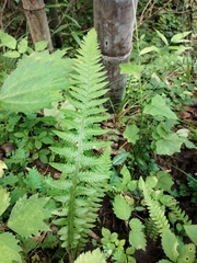 Phegopteris decursive-pinnata