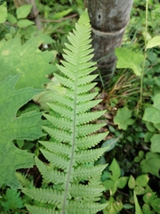 Phegopteris decursive-pinnata