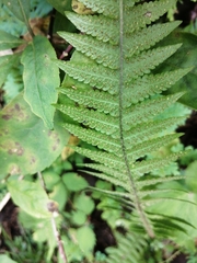 Phegopteris decursive-pinnata