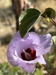 Gossypium sturtianum