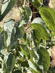 Gossypium sturtianum