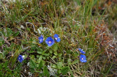 Veronica fruticans